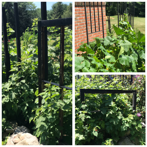 DIY With Me: Recycled window and tent frames become garden trellis, Crows Nest Arts